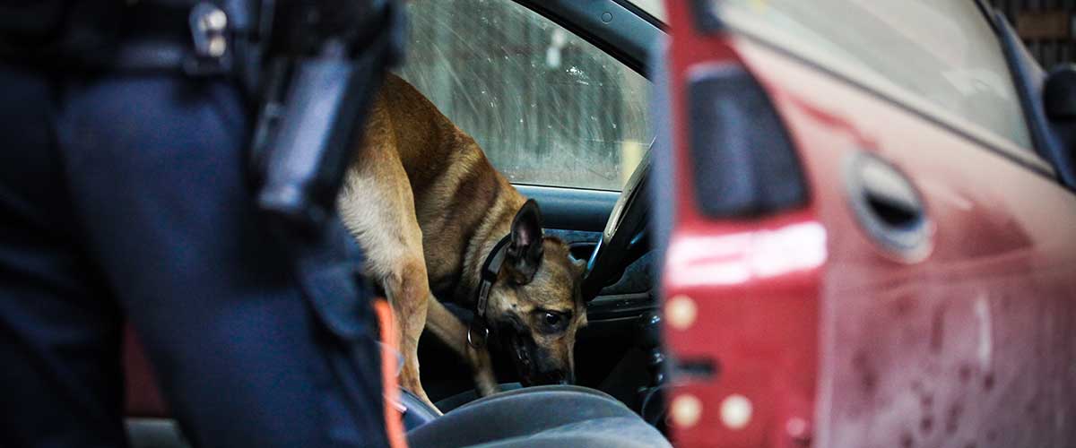 Búsqueda policial de drogas peligrosas o narcóticos